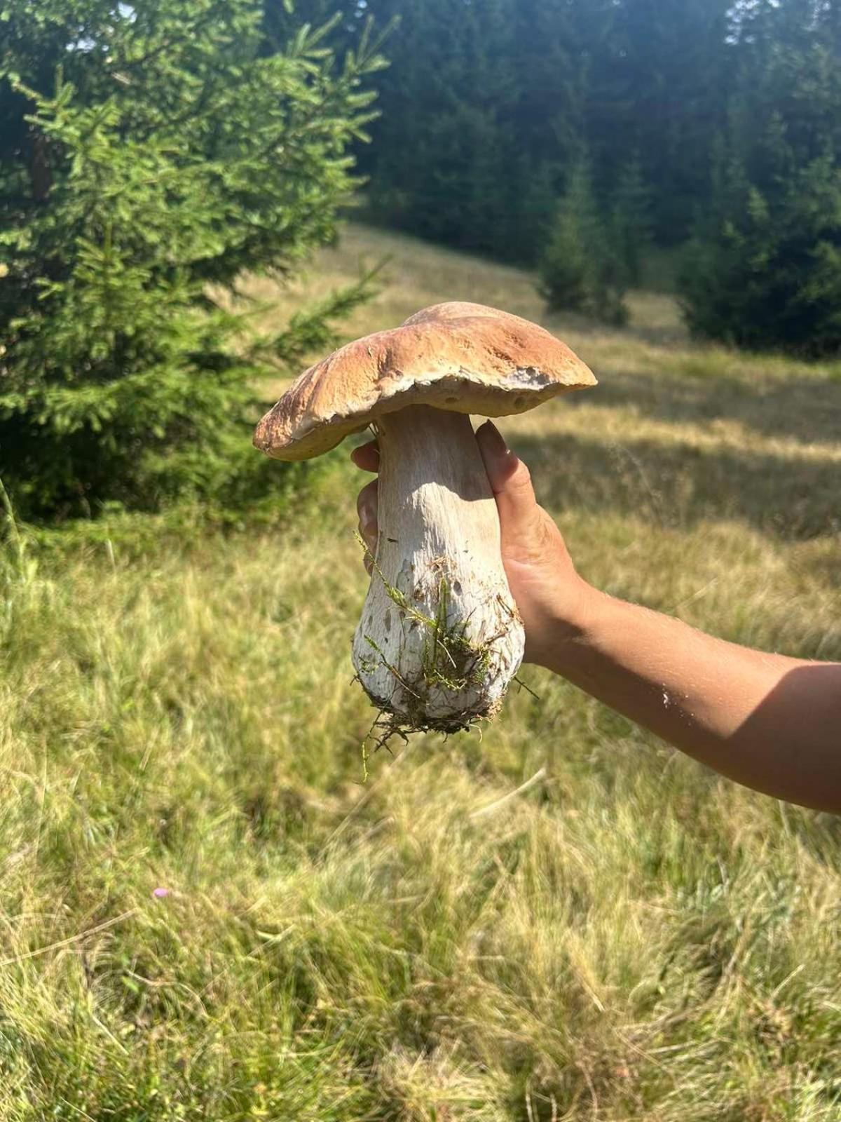 Vila Bella, Tara, Zaovinsko Jezero Villa Zaovine Luaran gambar